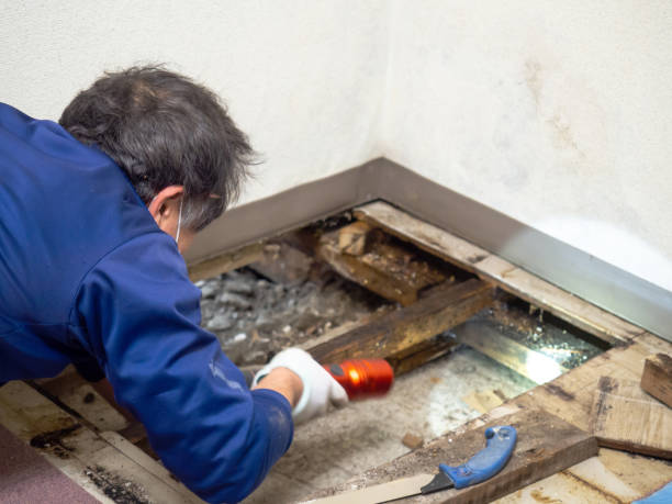 Best DIY Mold Remediation Support Services in Plymouth, OH