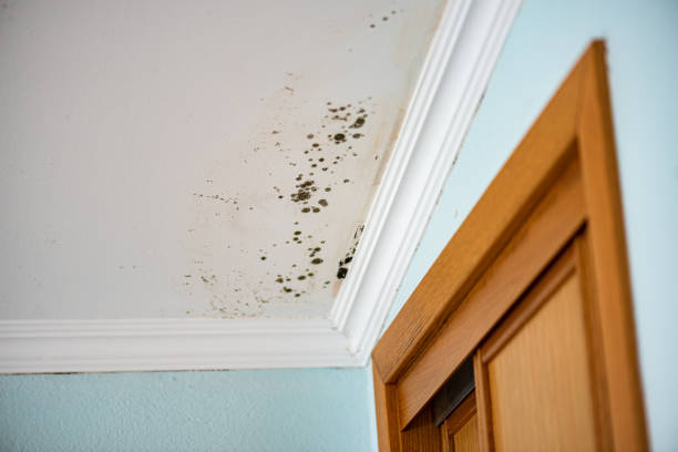 Best Mold Testing and Inspection Services in Plymouth, OH