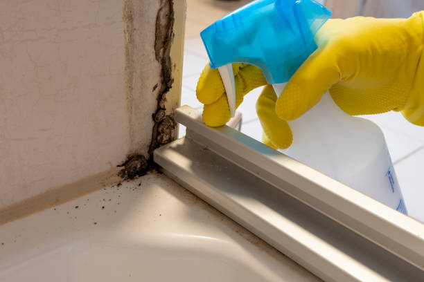 Best Kitchen Mold Remediation in Plymouth, OH
