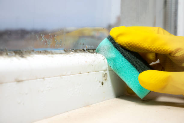 Best Industrial Mold Remediation in Plymouth, OH