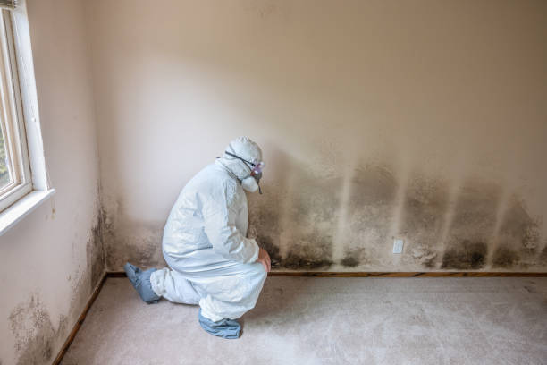 Best Black Mold Remediation in Plymouth, OH