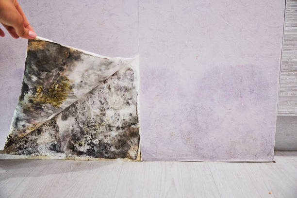 Best Attic Mold Remediation in Plymouth, OH